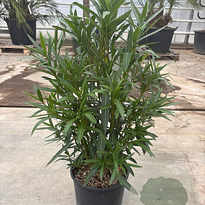 Nerium oleander 50-60 cm 10L