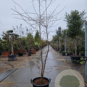 Nyssa sylvatica 200-250 cm container meerstammig