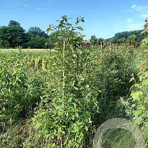 Nyssa sylvatica 200-250 cm container meerstammig