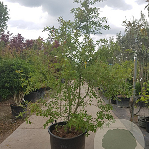 Nyssa sylvatica 250-300 cm container struik