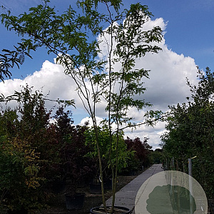 Nyssa sylvatica 450-500 cm container