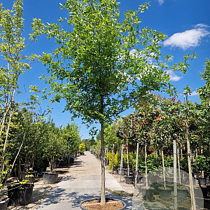 Nyssa sylvatica 180 cm stam container 20-25