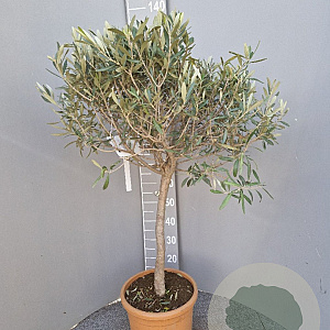 Olea europaea 100-120 cm 9L