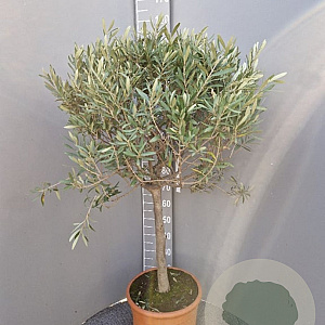 Olea europaea 100-120 cm 9L
