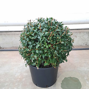 Osmanthus burkwoodii 40 cm container bol