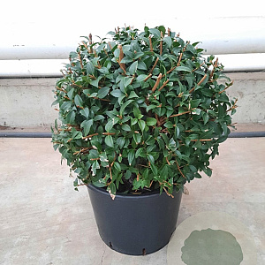 Osmanthus burkwoodii 40 cm container bol