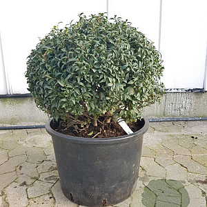 Osmanthus burkwoodii 50 cm container bol