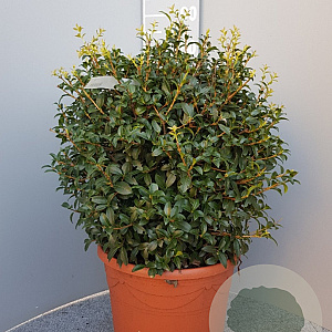 Osmanthus burkwoodii 50 cm container bol