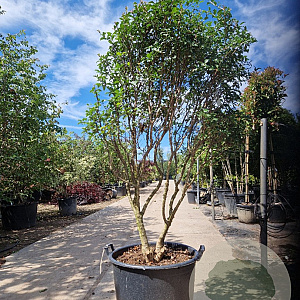 Osmanthus burkwoodii 140-160 cm container paraplu