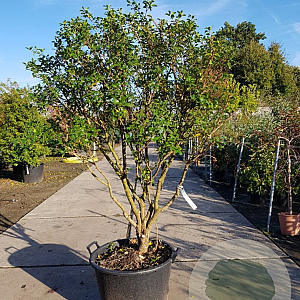 Osmanthus burkwoodii 140-160 cm container paraplu