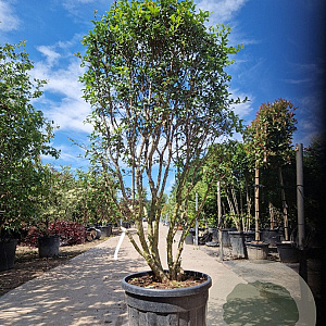 Osmanthus burkwoodii 160-180 cm container solitair