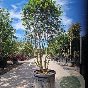 Osmanthus burkwoodii 160-180 cm container solitair