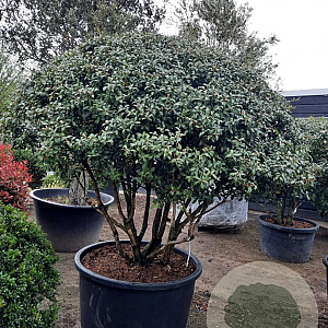 Osmanthus burkwoodii 160-180 cm container solitair