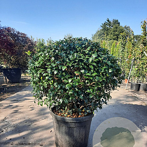 Osmanthus heterophyllus 80 cm 45L bol