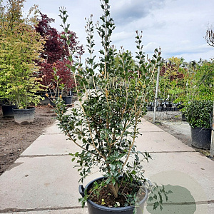 Osmanthus heterophyllus 125-150 cm container meerstammig