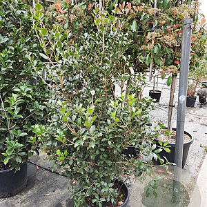 Osmanthus heterophyllus 125-150 cm container meerstammig