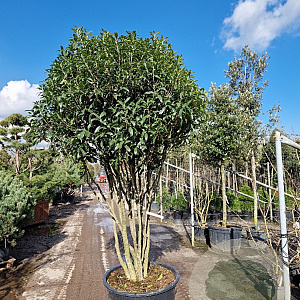 Osmanthus heterophyllus 200-250 cm container 80 stam