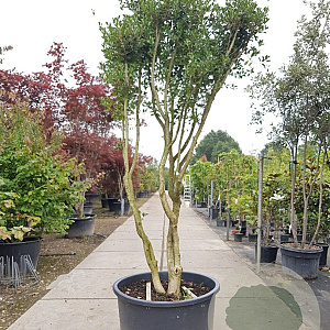 Osmanthus heterophyllus 300-350 cm container paraplukroon