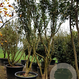 Osmanthus heterophyllus 300-350 cm container paraplukroon
