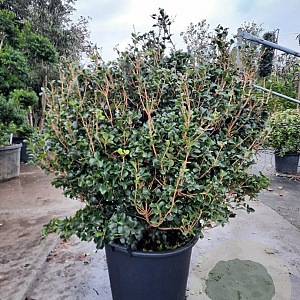 Osmanthus heter. 'Rotundifolius' 80 cm container bol
