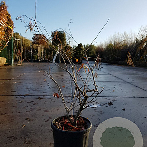 Oxydendrum arboreum 100-125 cm 20L