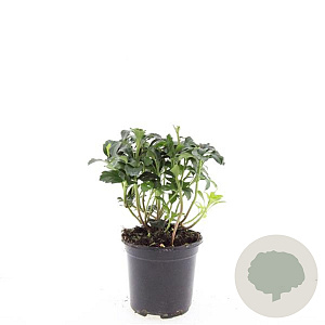 Pachysandra term. 'Green Sheen' GM 1.5