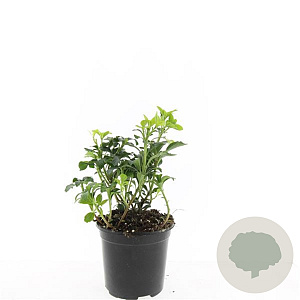 Pachysandra term. 'Green Sheen' GM 1.5