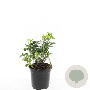 Pachysandra term. 'Green Sheen' GM 1.5