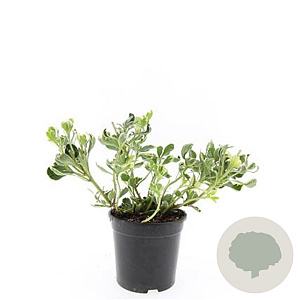 Pachysandra term. 'Variegata' GM 1.5