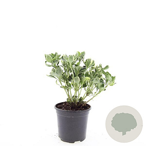 Pachysandra term. 'Variegata' GM 1.5