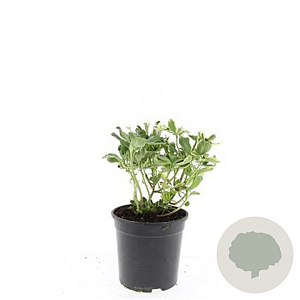 Pachysandra term. 'Variegata' GM 1.5