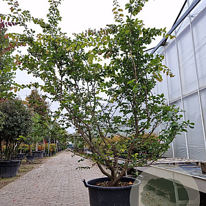 Parrotia persica 200-250 cm container solitair