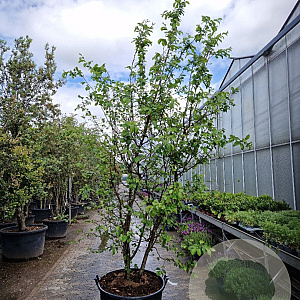 Parrotia persica 300-350 cm container meerstammig