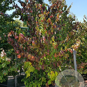 Parrotia persica 350-400 cm container solitair 2-3 tak