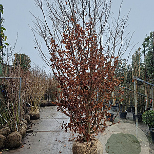 Parrotia persica 350-400 cm container meerstammig