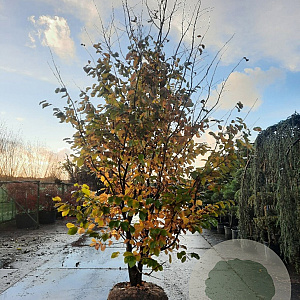 Parrotia persica 350-400 cm container meerstammig