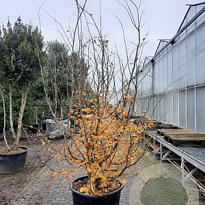 Parrotia persica 350-400 cm container meerstammig