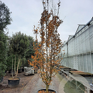 Parrotia persica 450-500 cm container meerstammig