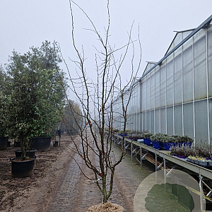 Parrotia persica 'Vanessa' 250-300 cm container struik