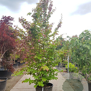 Parrotia persica 'Vanessa' 250-300 cm container struik