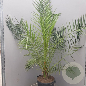 Phoenix canariensis 150-160 cm 20L