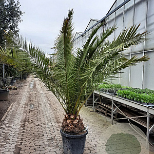 Phoenix canariensis 175-200 cm container meerstammig