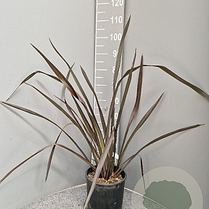 Phormium 'Red Sensation' 80-100 cm 15L