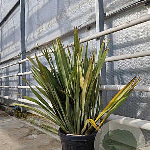 Phormium tenax 60-80 cm 30L
