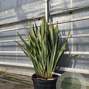 Phormium tenax 80-100 cm 35L