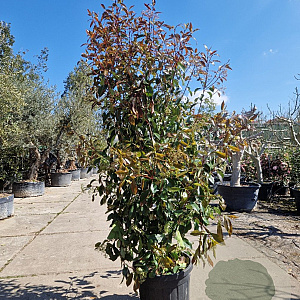 Photinia fraseri 'Red Robin' 200-250 cm 45L