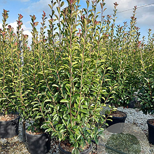 Photinia fraseri 'Red Robin' 200-250 cm 45L