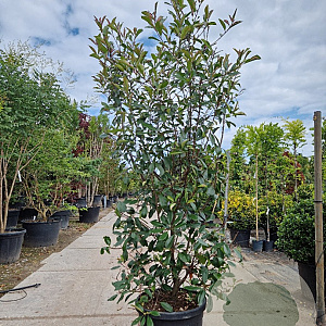 Photinia fraseri 'Red Robin' 175-200 cm 45L