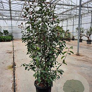 Photinia fraseri 'Red Robin' 200-250 cm 35L