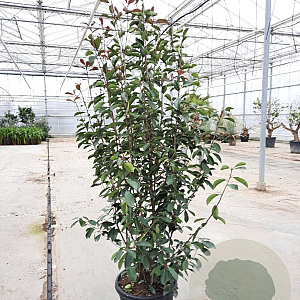 Photinia fraseri 'Red Robin' 200-250 cm 35L